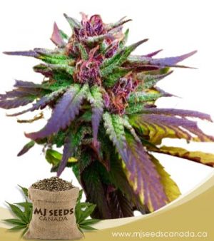 Blue Diesel Regular Marijuana Seeds