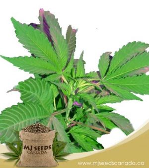 Bubba God Regular Marijuana Seeds