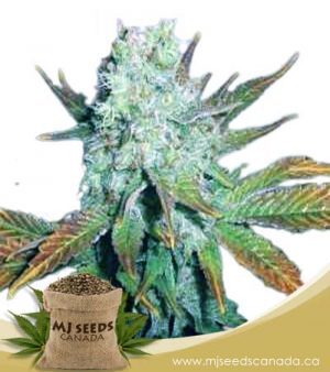 Romulan Regular Marijuana Seeds