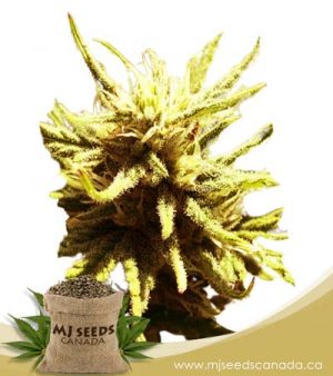 Auto CBD Green Maverick (1:20) Marijuana Seeds