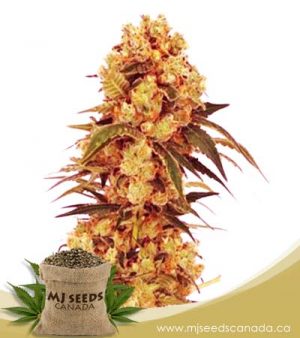 CBD Hemp Star Feminized (1:20) Marijuana Seeds