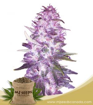 Pie Gal Feminized Marijuana Seeds