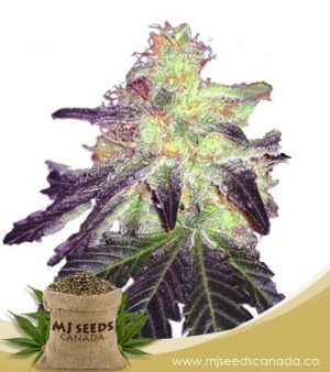 Gorilla Crush Regular Marijuana Seeds
