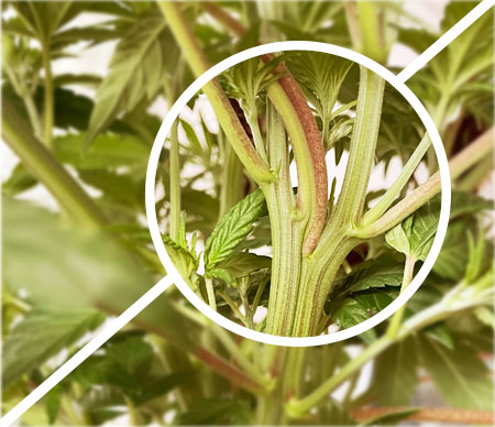 purple stems