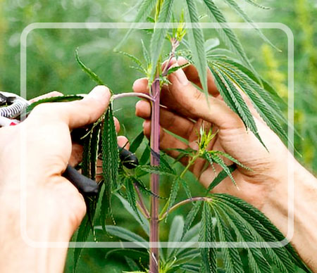 purple stems