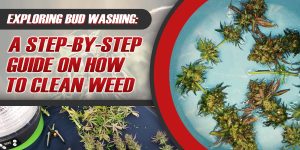 Bud Wash