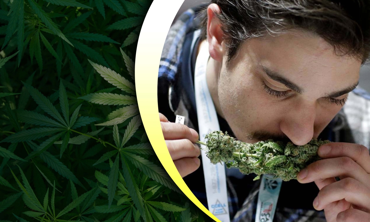 how to conceal the smell of weed