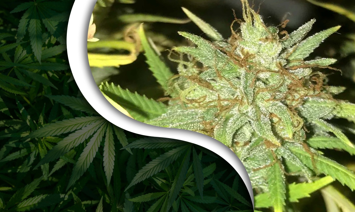 mexican brick weed