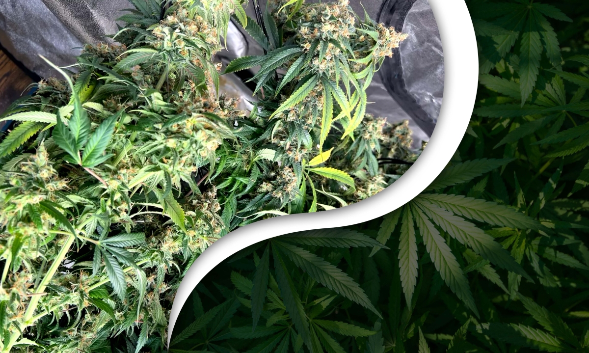 mexican brick weed
