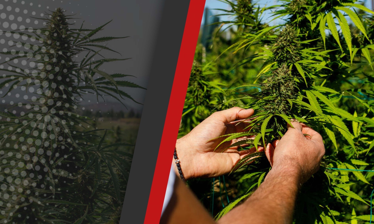 outdoor grow nutrient schedule