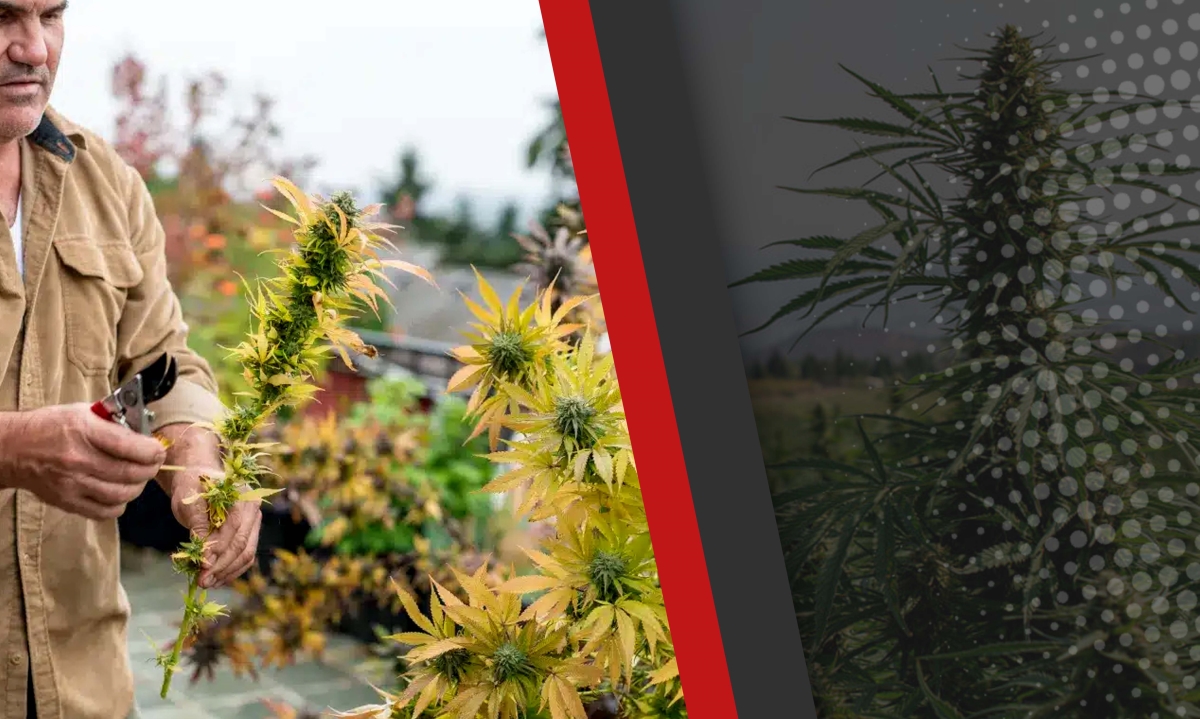 outdoor grow nutrient schedule