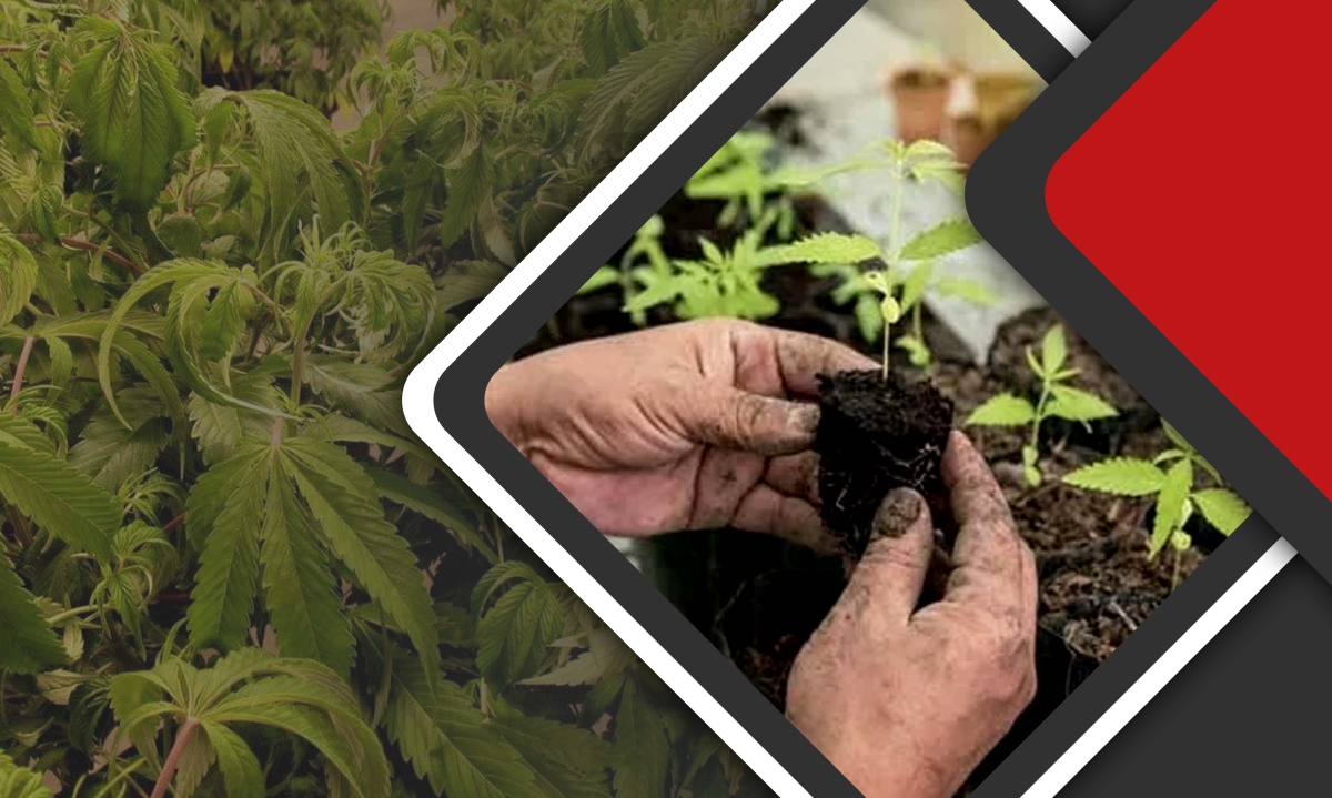 overwatering during flowering stage