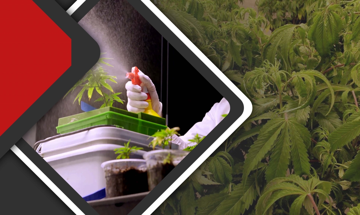 overwatering during flowering stage