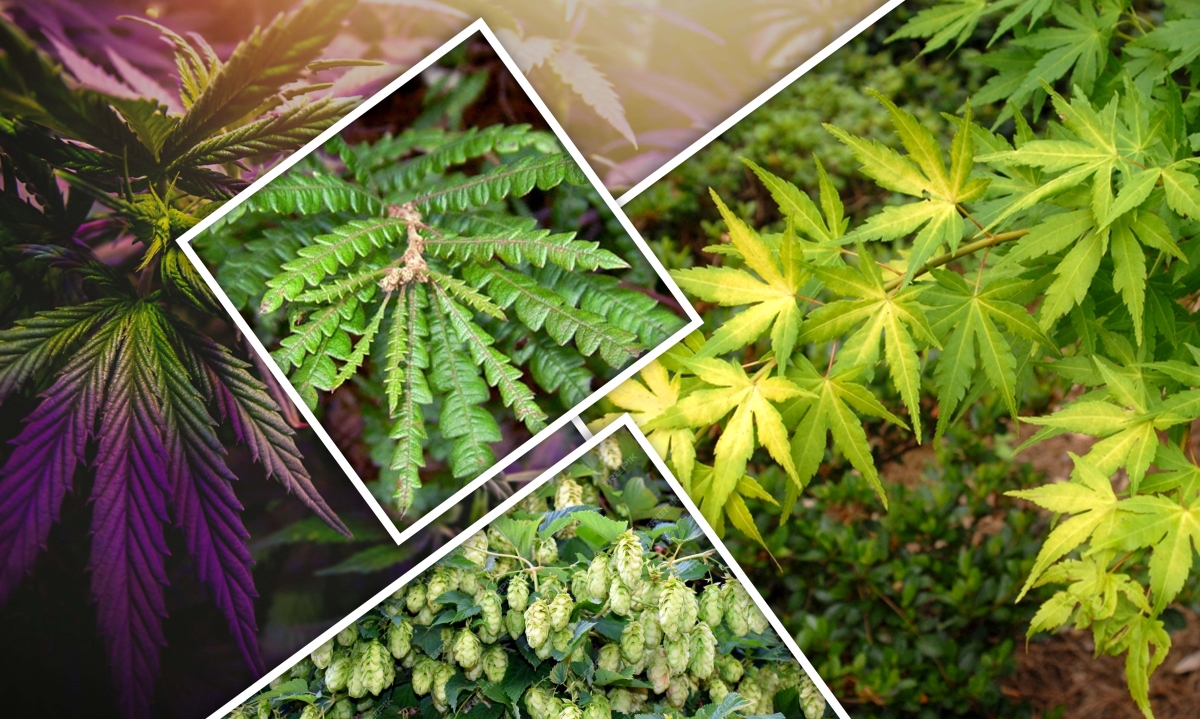 plants that look like weed