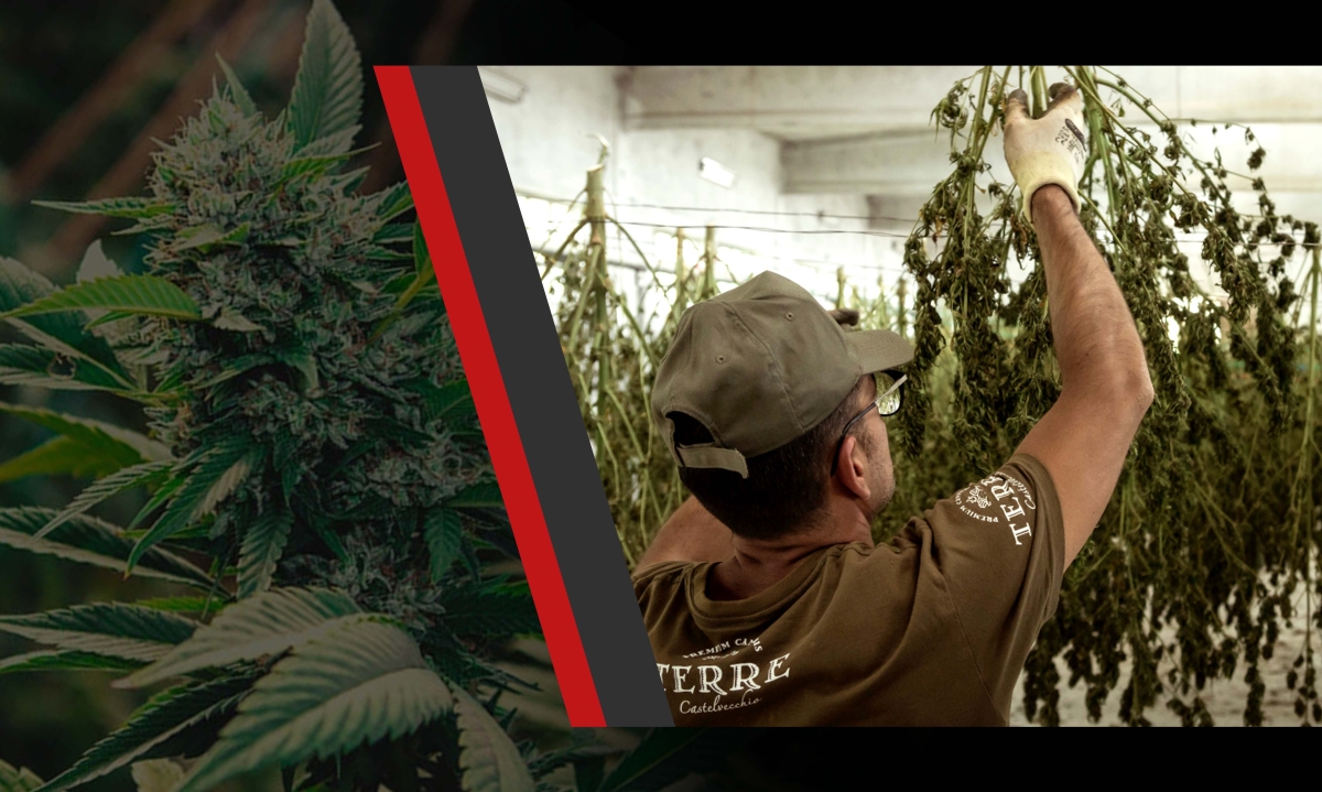 why is my weed hard
