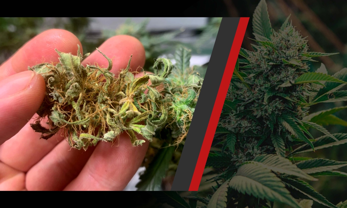 why is my weed hard