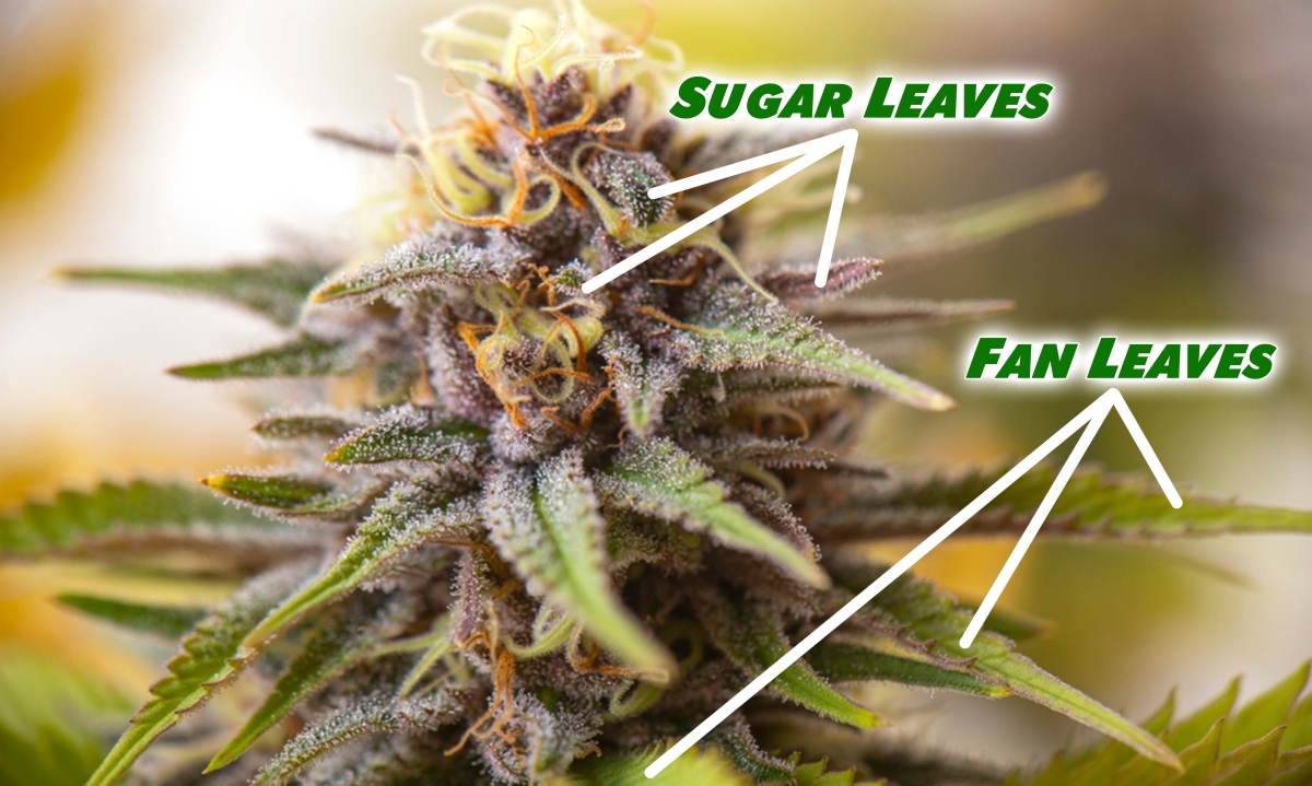sugar leaves