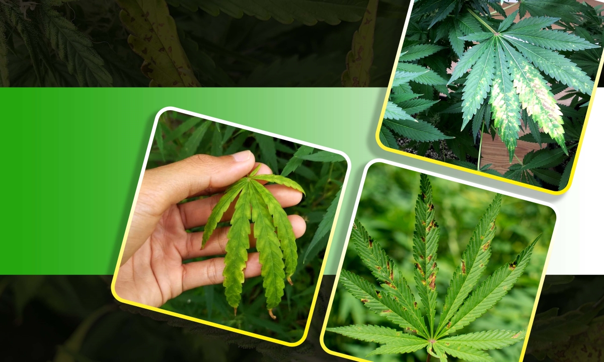 flowering cal mag deficiency