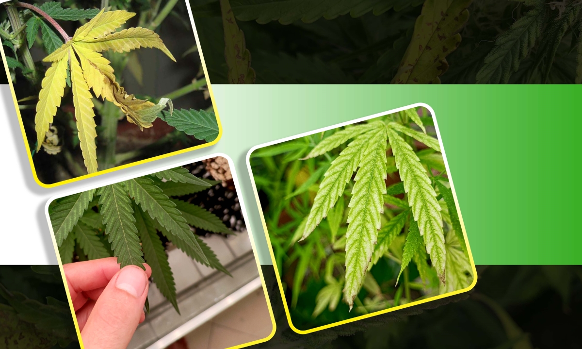 flowering cal mag deficiency