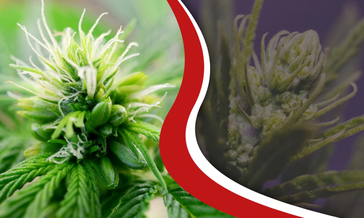 when do male plants pollinate females