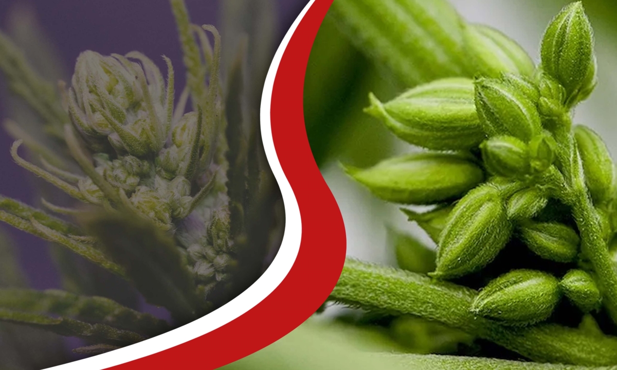 when do male plants pollinate females