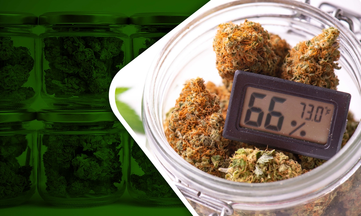 burping weed