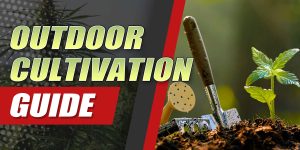 outdoor grow nutrient schedule