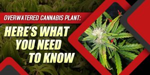 Overwatering During Flowering Stage