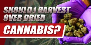 Why is my Weed Hard