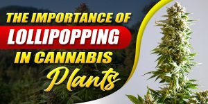 lollipopping vs not