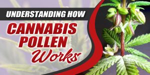 When do Male Plants Pollinate Females