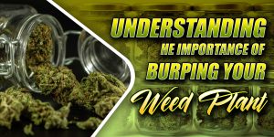 Burping Weed