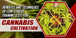Low Stress Training