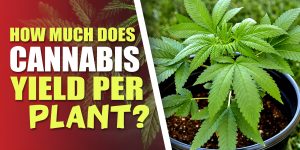 how much weed does one plant yield