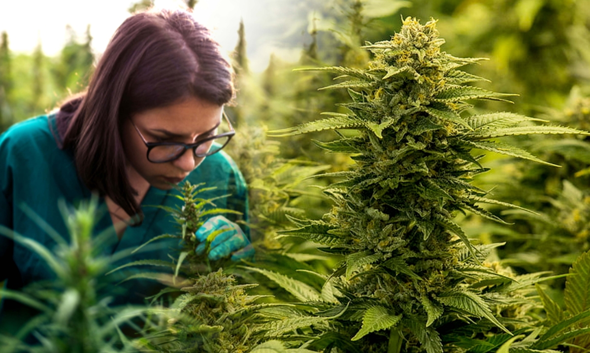 where to smoke weed