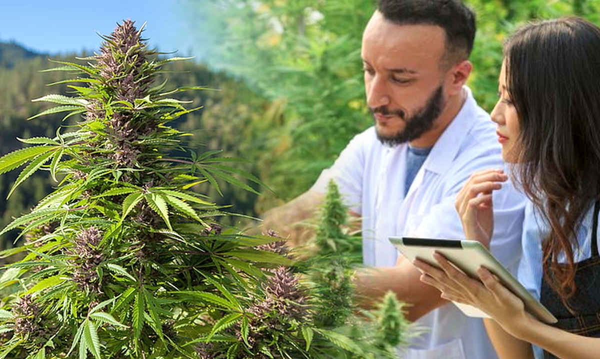 where to smoke weed