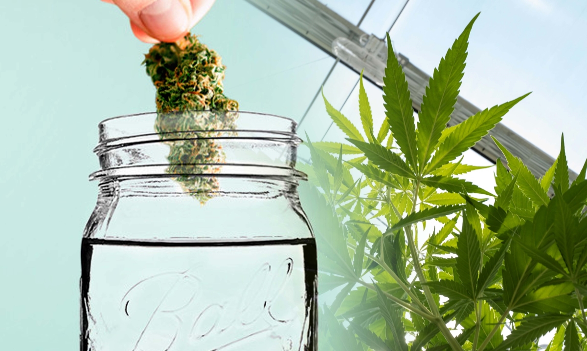 water cured weed