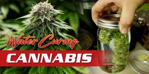 Water Cured Weed