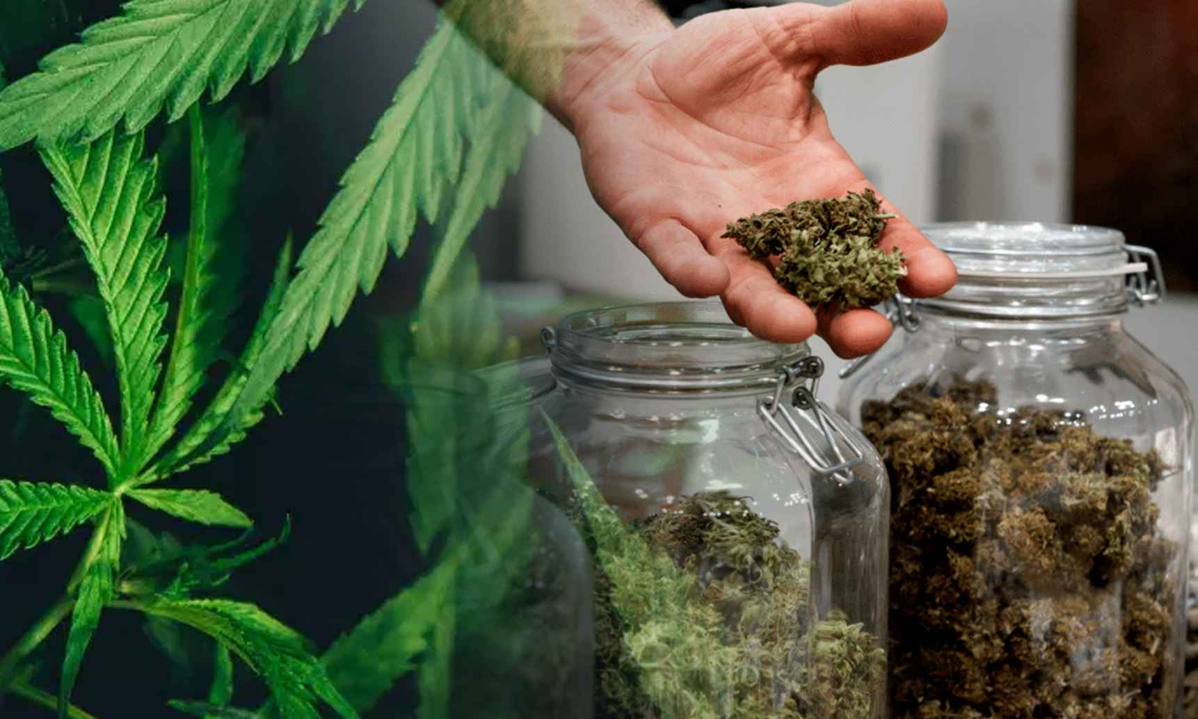 curing cannabis in jars