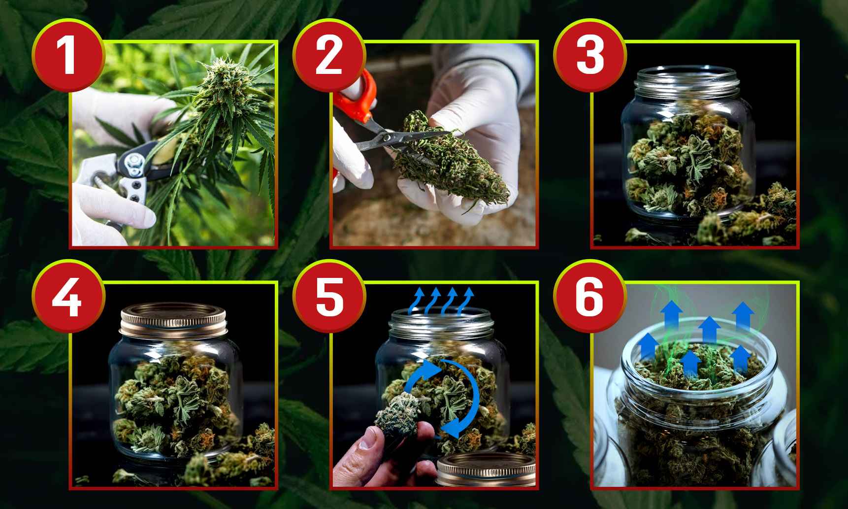 curing cannabis in jars