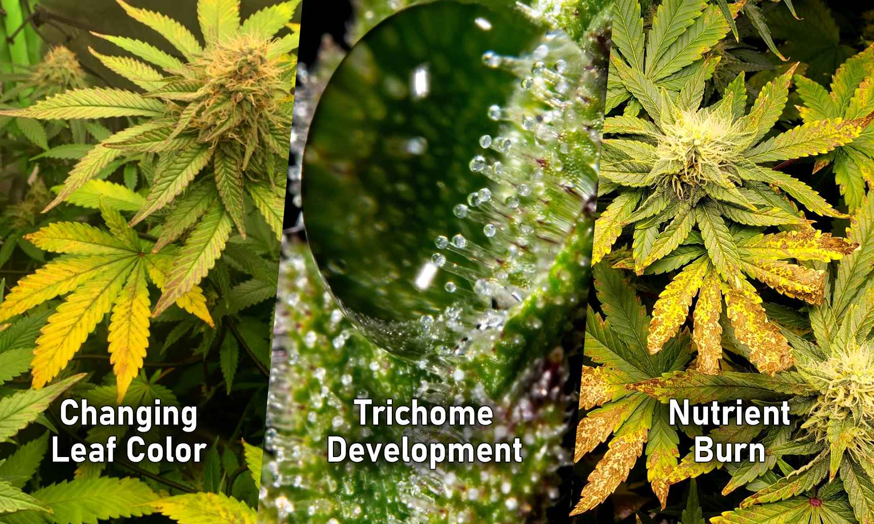 flushing cannabis