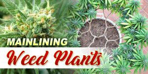 Mainlining