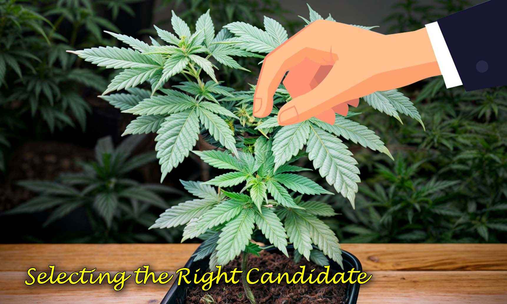 mainlining weed plant
