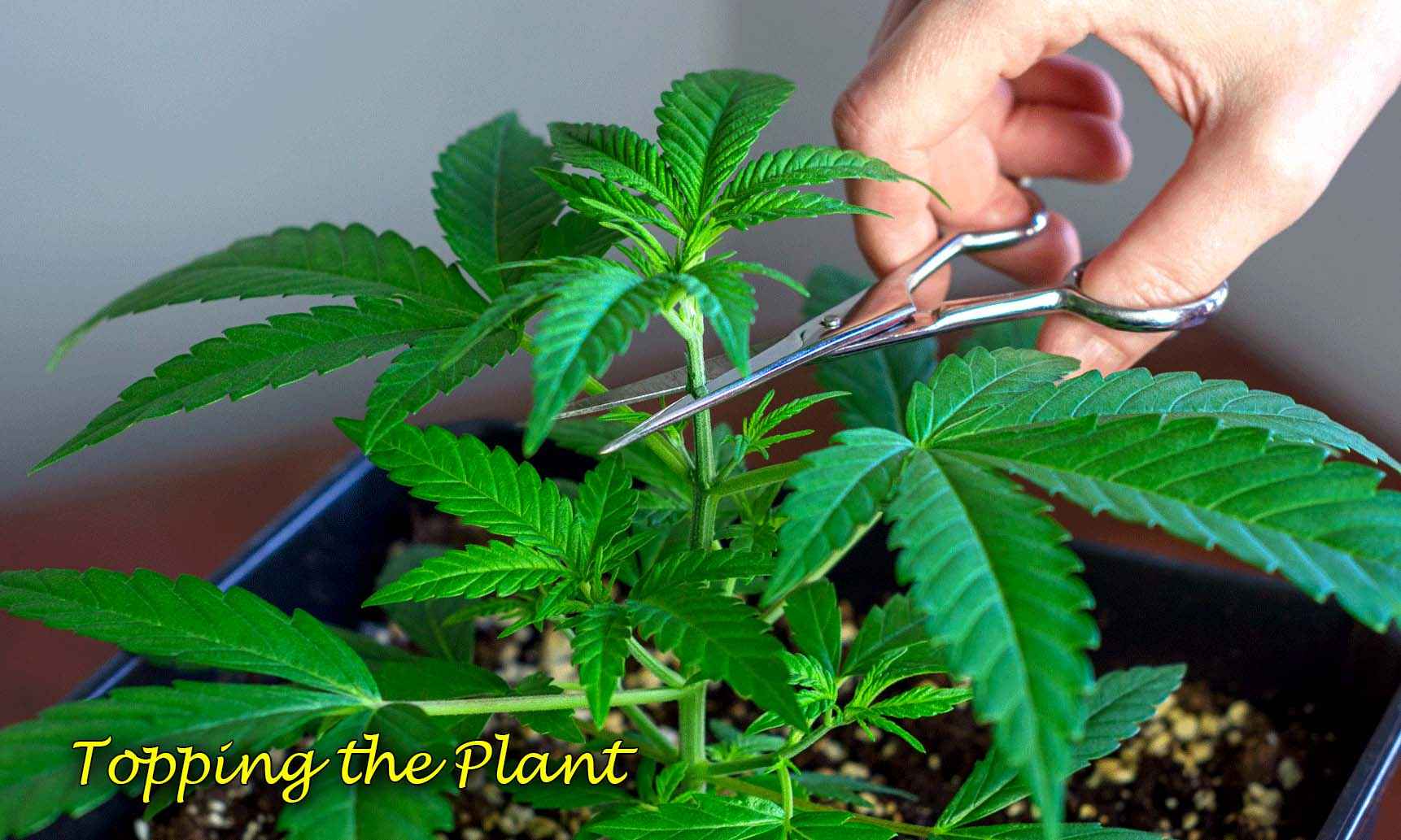mainlining weed plant