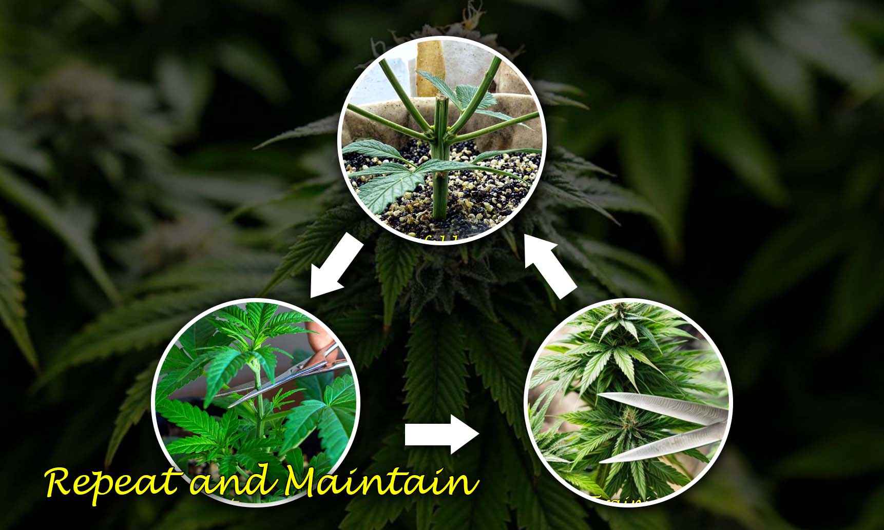 mainlining weed plant