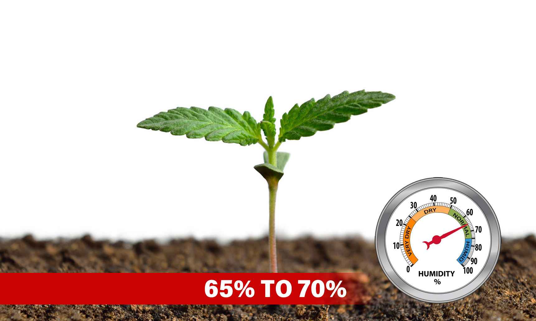 cannabis humidity