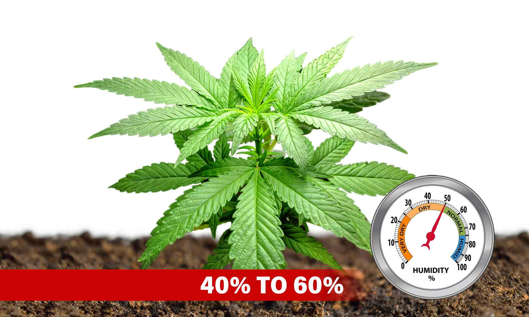 cannabis humidity