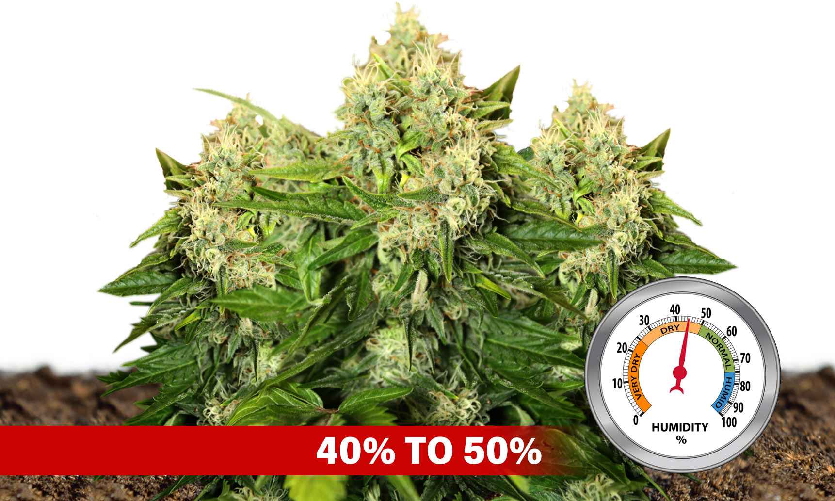 cannabis humidity