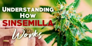 Sinsemilla