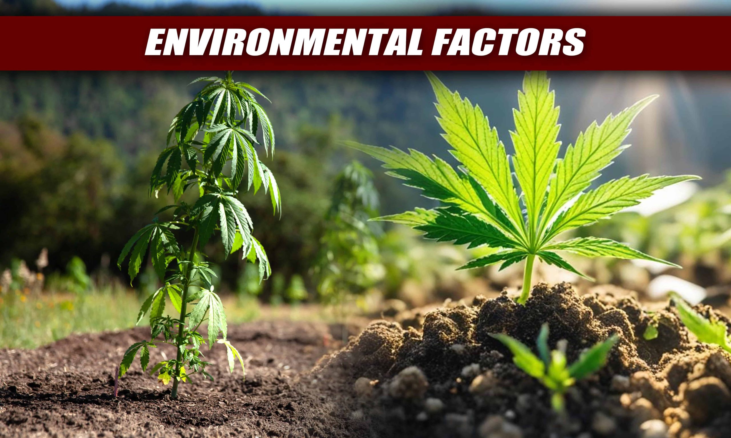 when to switch from vegetative to flowering stage